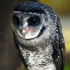 willd_6994